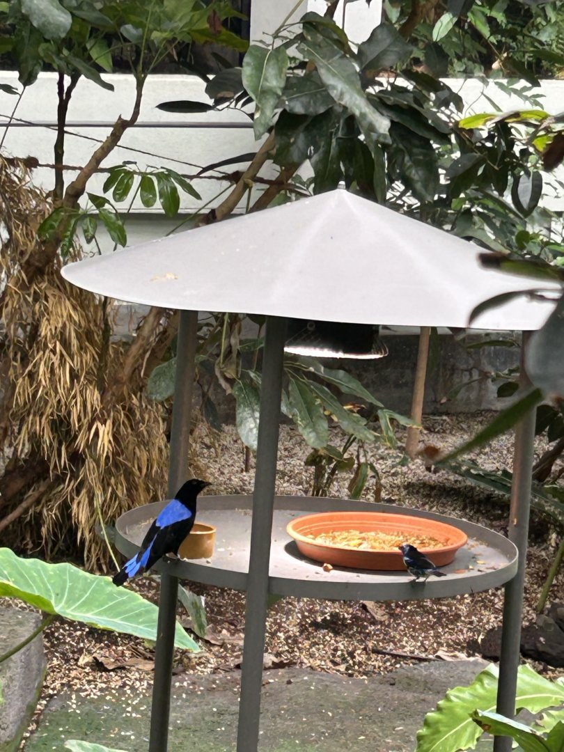 Asian fairy bluebird