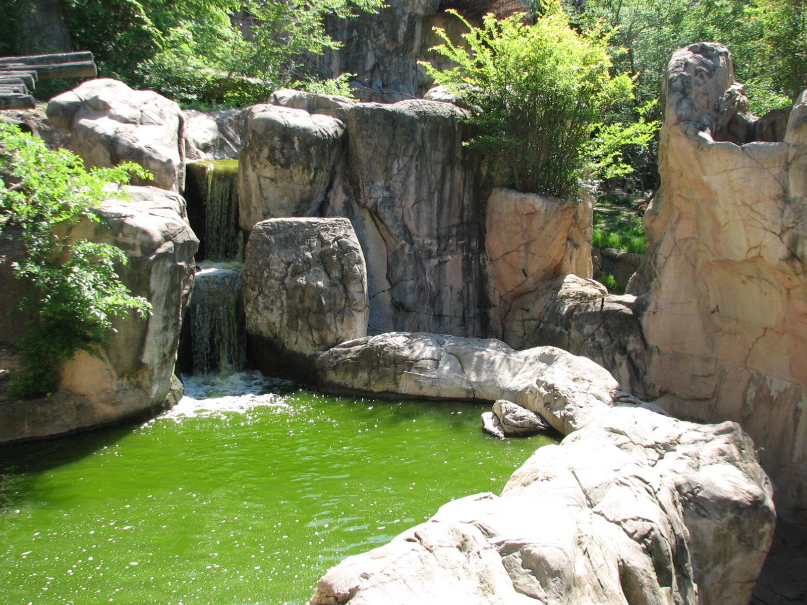 Asian Falls - Malayan Sun Bear Exhibit
