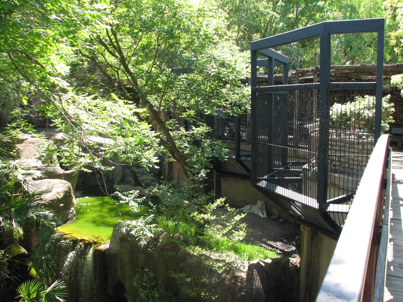 Asian Falls - White Tiger Exhibit