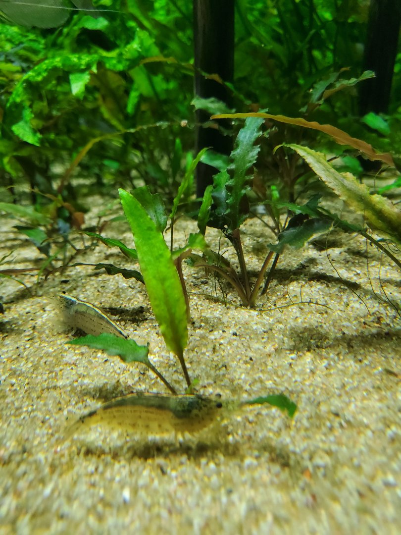 Asian filter shrimp