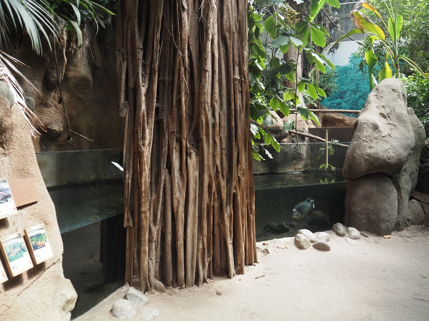 Asian fish tank  in Taman Indah (Asian elephant, Indian rhinoceros and Malayan tapir house), 2024-06-30