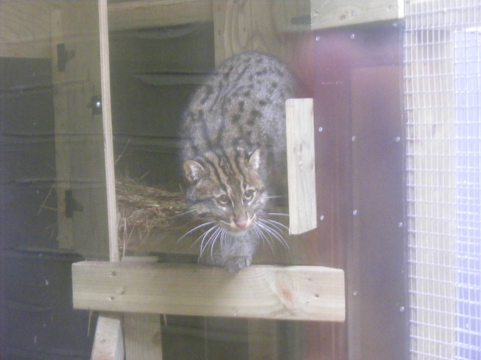 Asian fishing cat at Exmoor Zoo, 29 December 2010