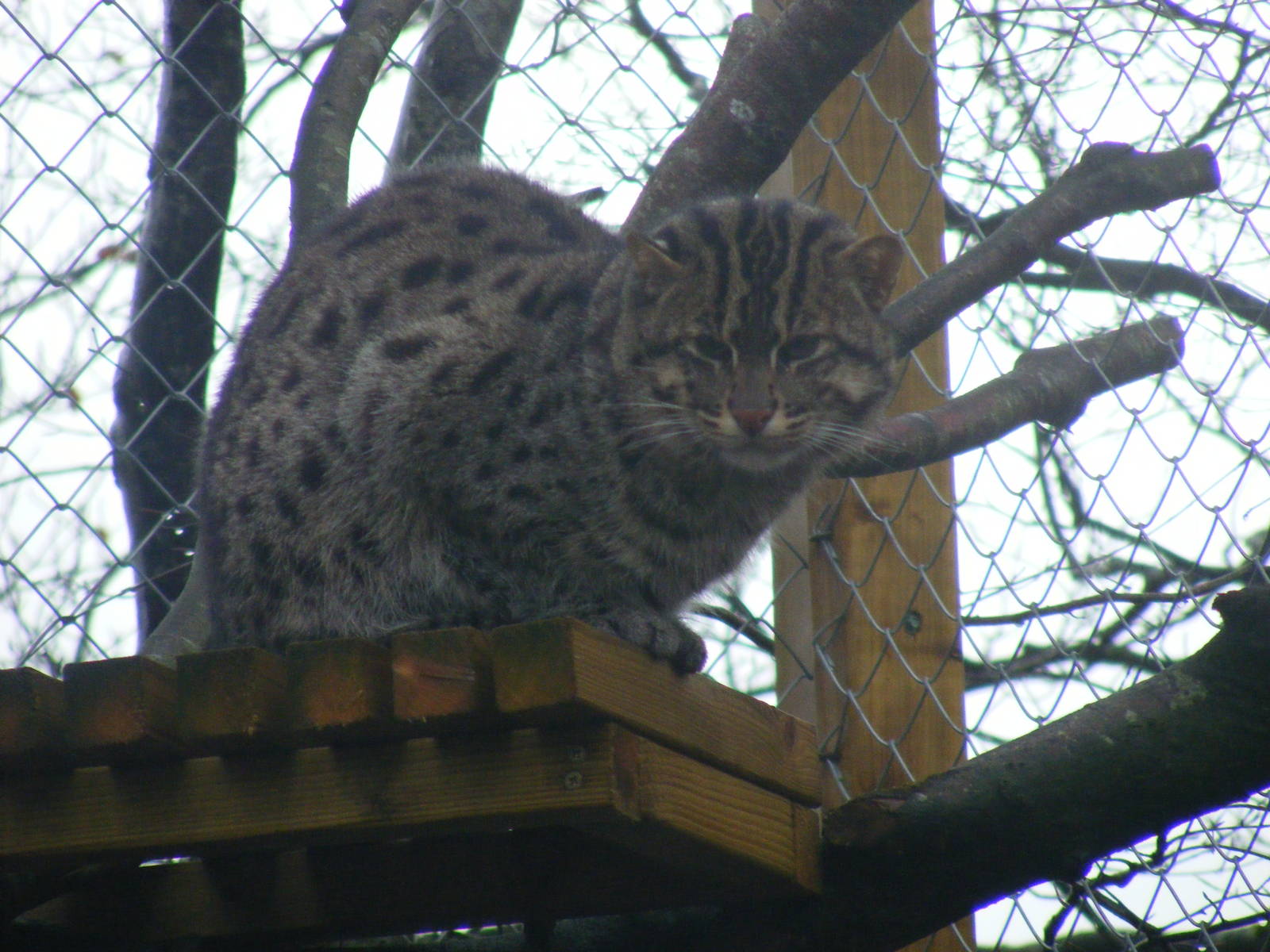 Asian fishing cat at Exmoor Zoo, 29 December 2010