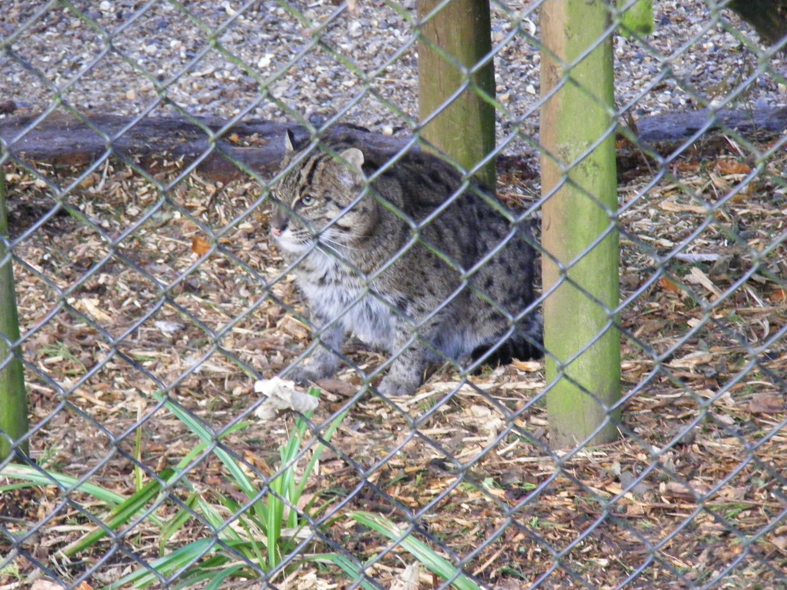 Asian fishing cat at Howletts Wild Animal Park, 12 February 2011