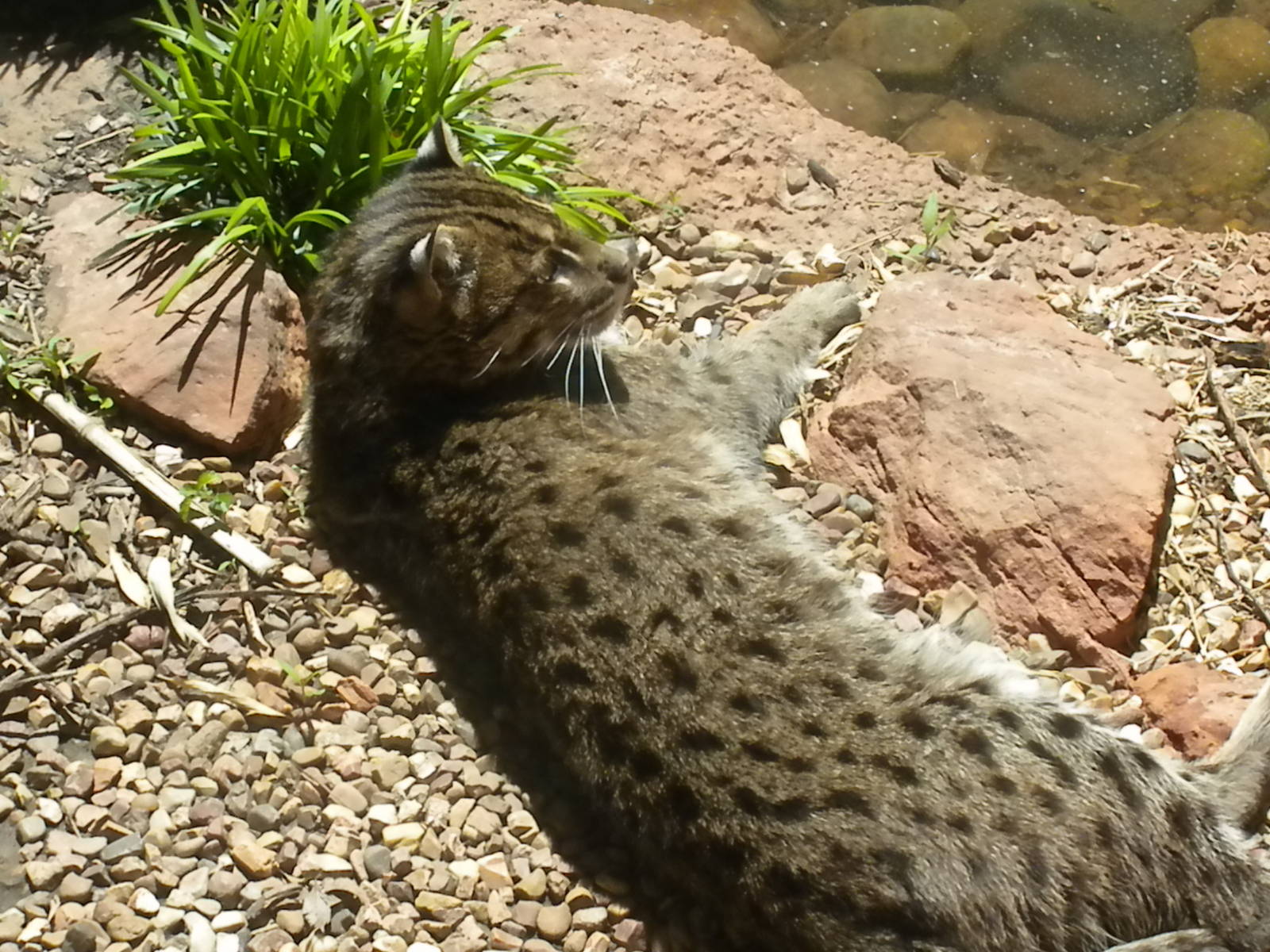 Asian Fishing Cat