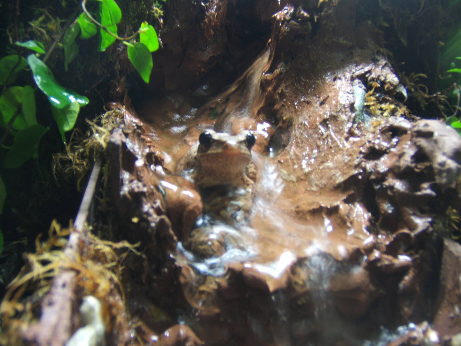 Asian Foam-nesting Frog