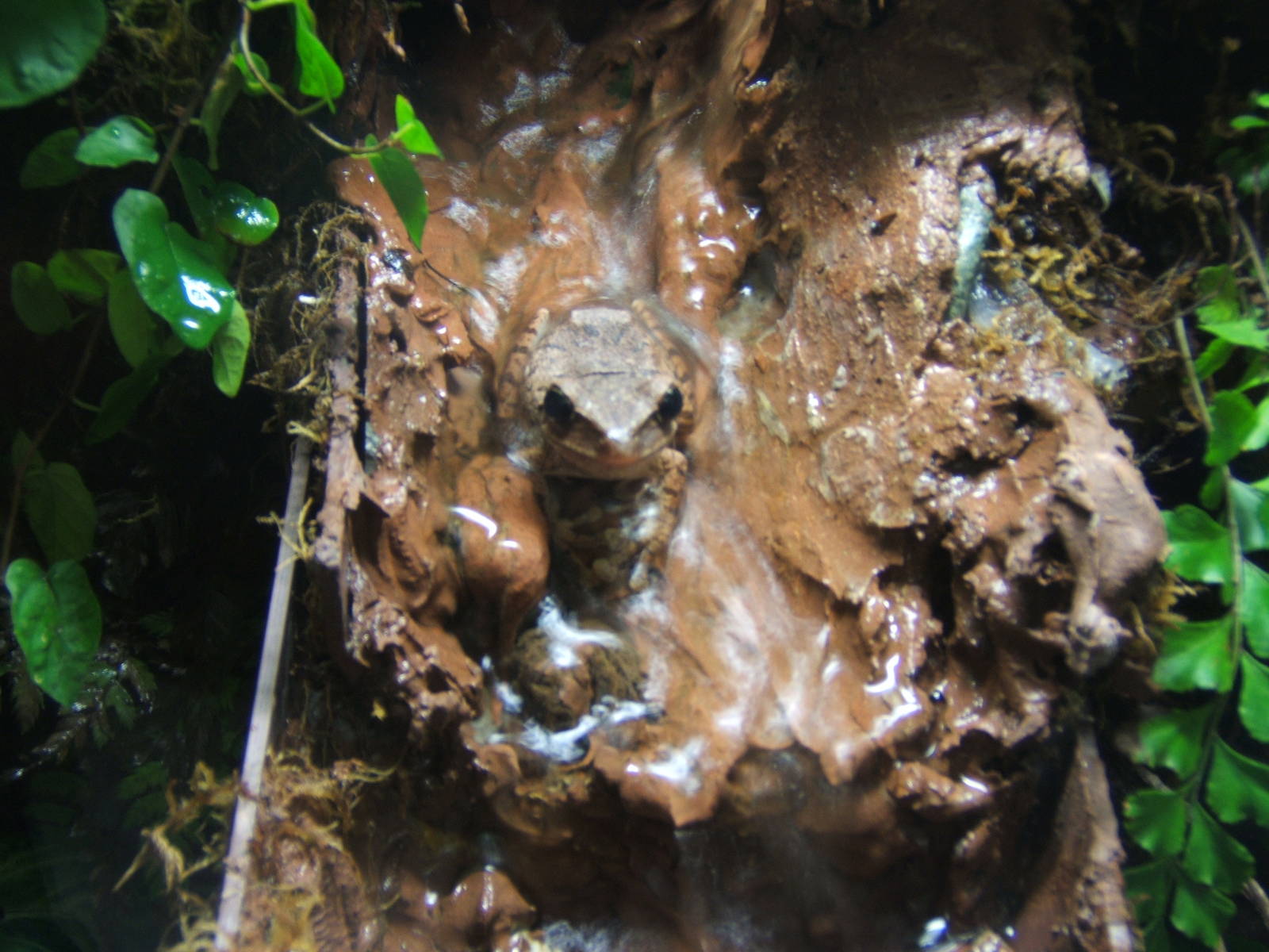 Asian Foam-nesting Frog