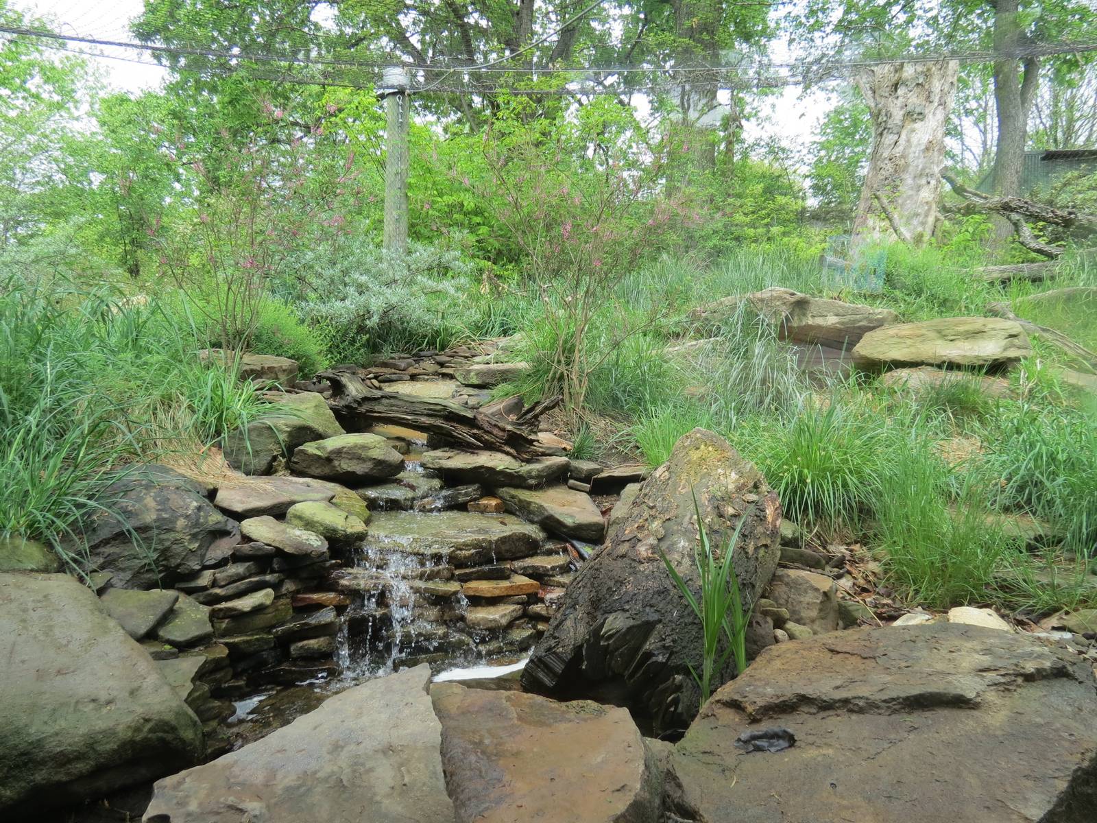 Asian Forest - Amur Leopard Exhibit