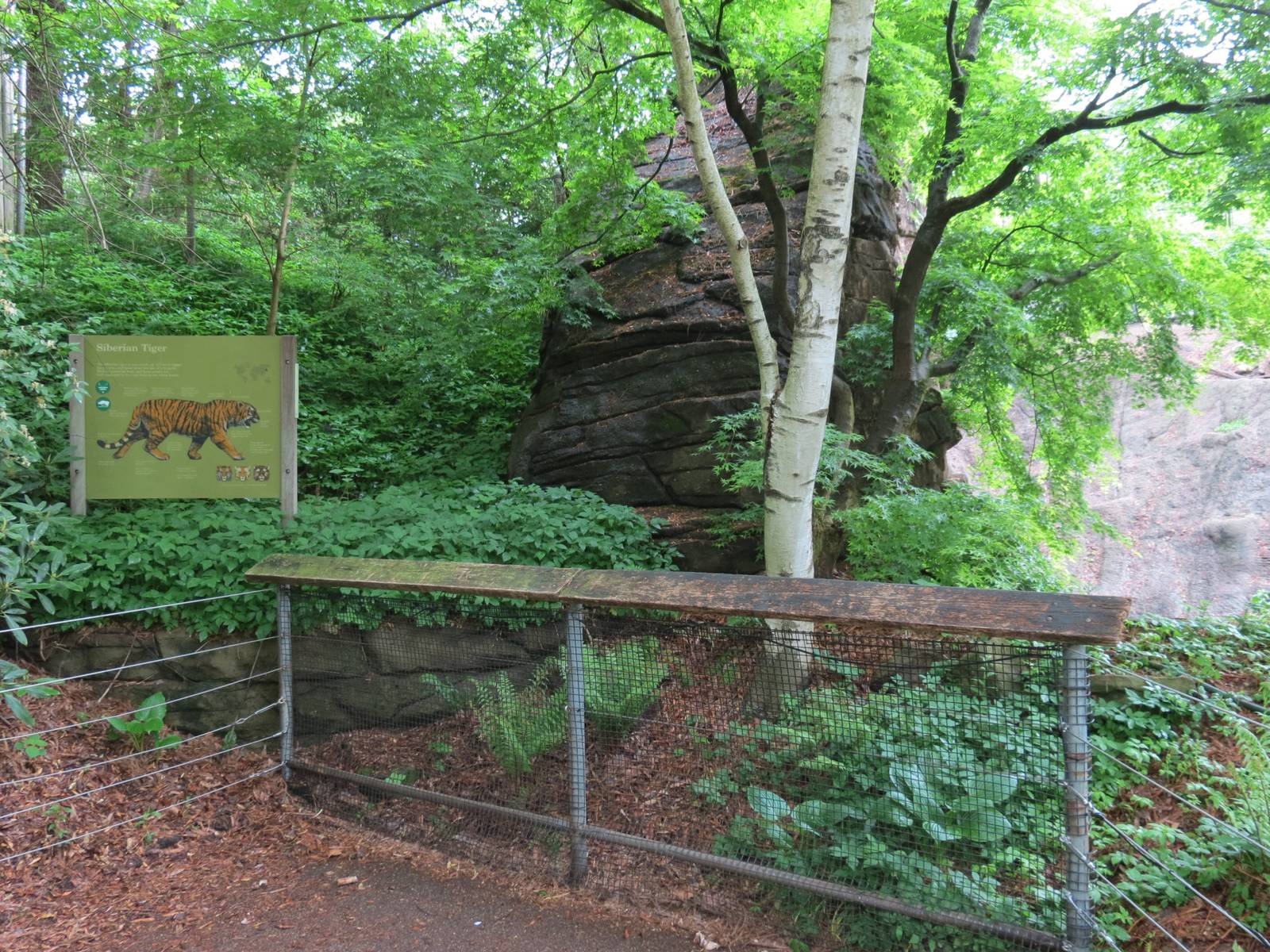 Asian Forest - Amur Tiger Exhibit Sign