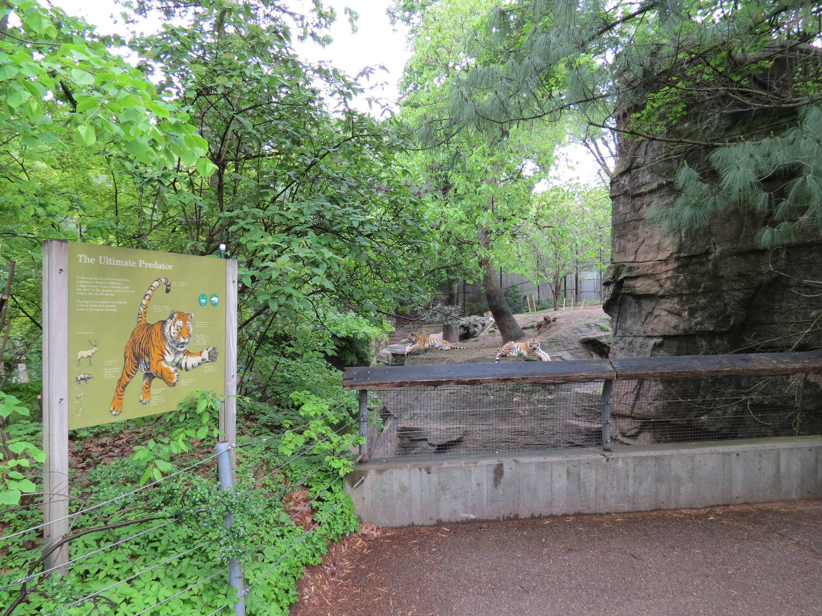 Asian Forest - Amur Tiger Exhibit Viewing Area