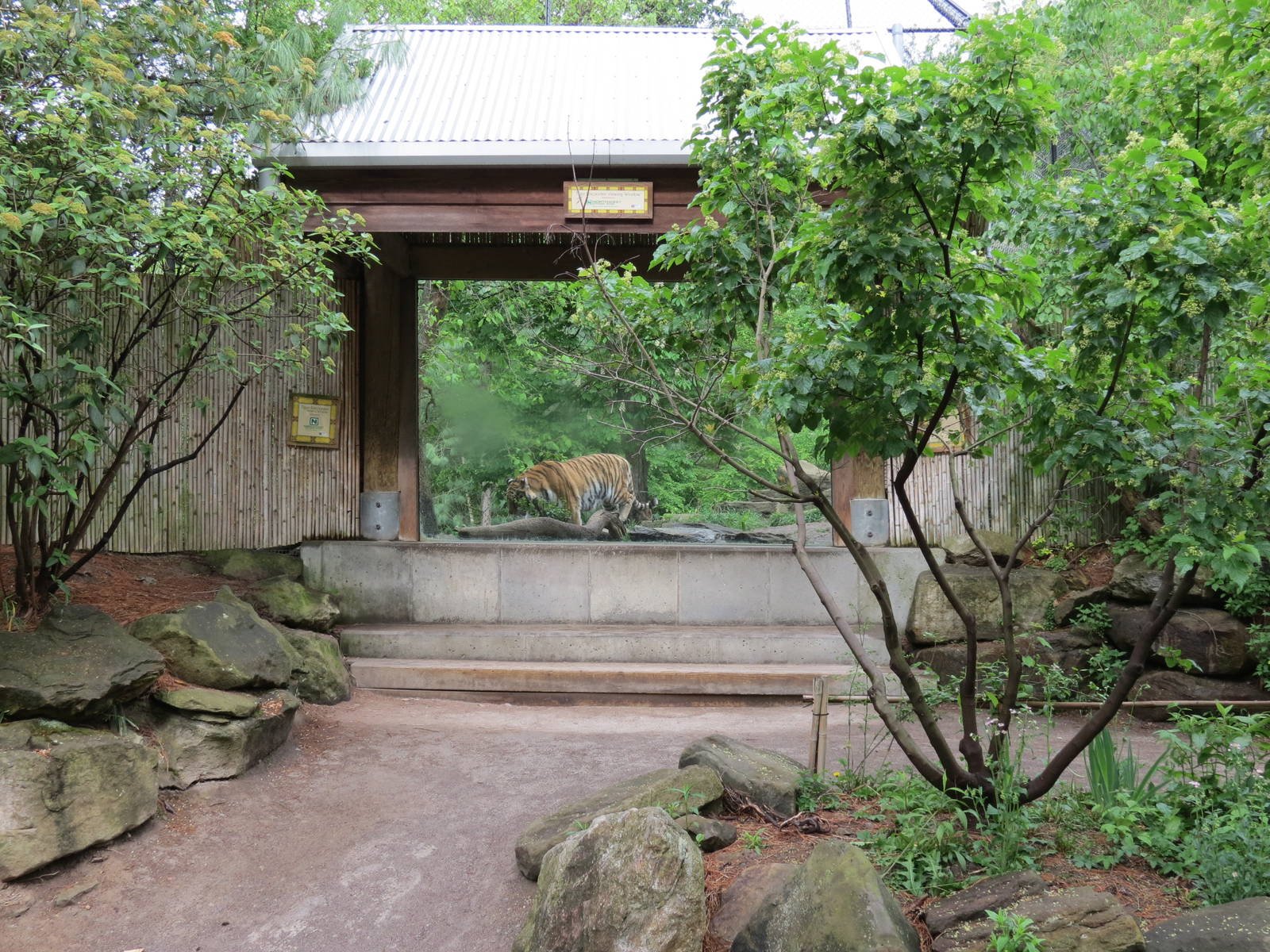 Asian Forest - Amur Tiger Exhibit Viewing Shelter