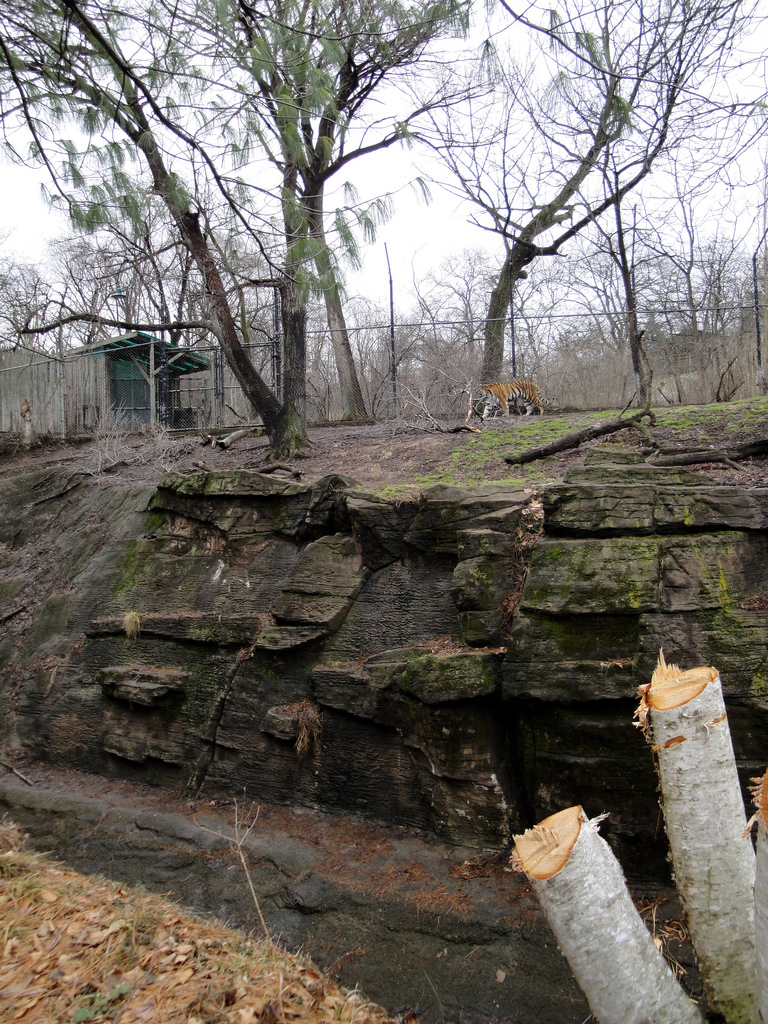 Asian Forest - Amur Tiger Exhibit