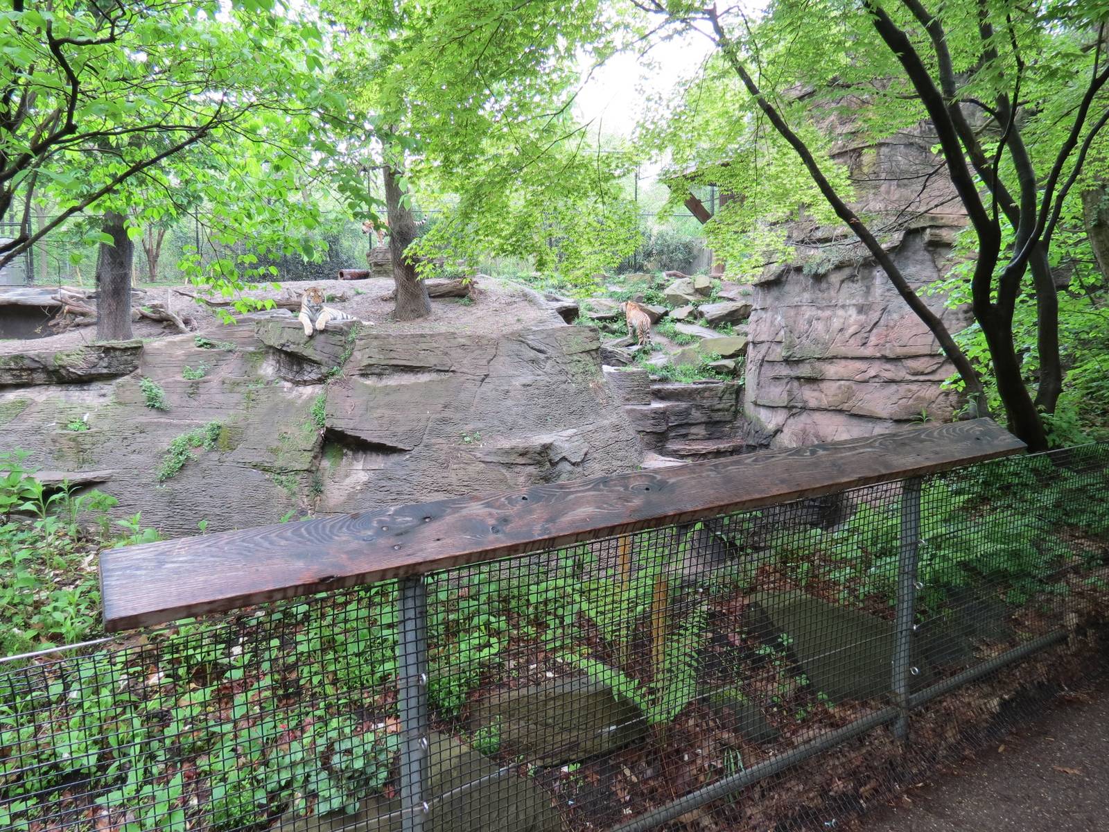 Asian Forest - Amur Tiger Exhibit