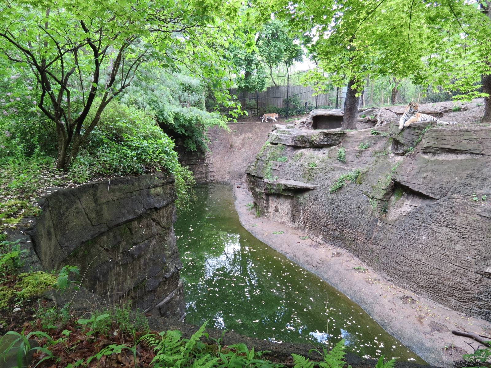 Asian Forest - Amur Tiger Exhibit