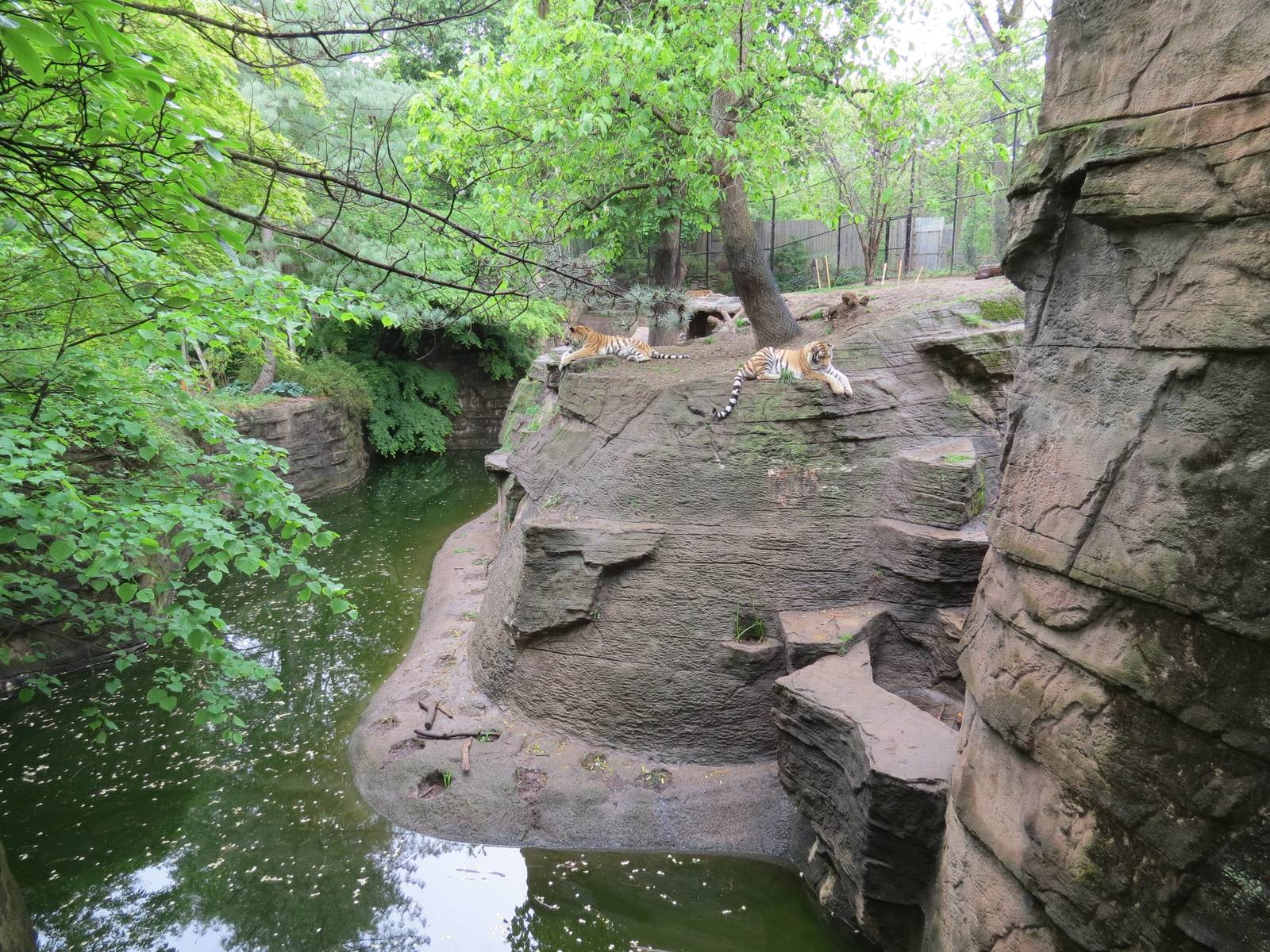 Asian Forest - Amur Tiger Exhibit