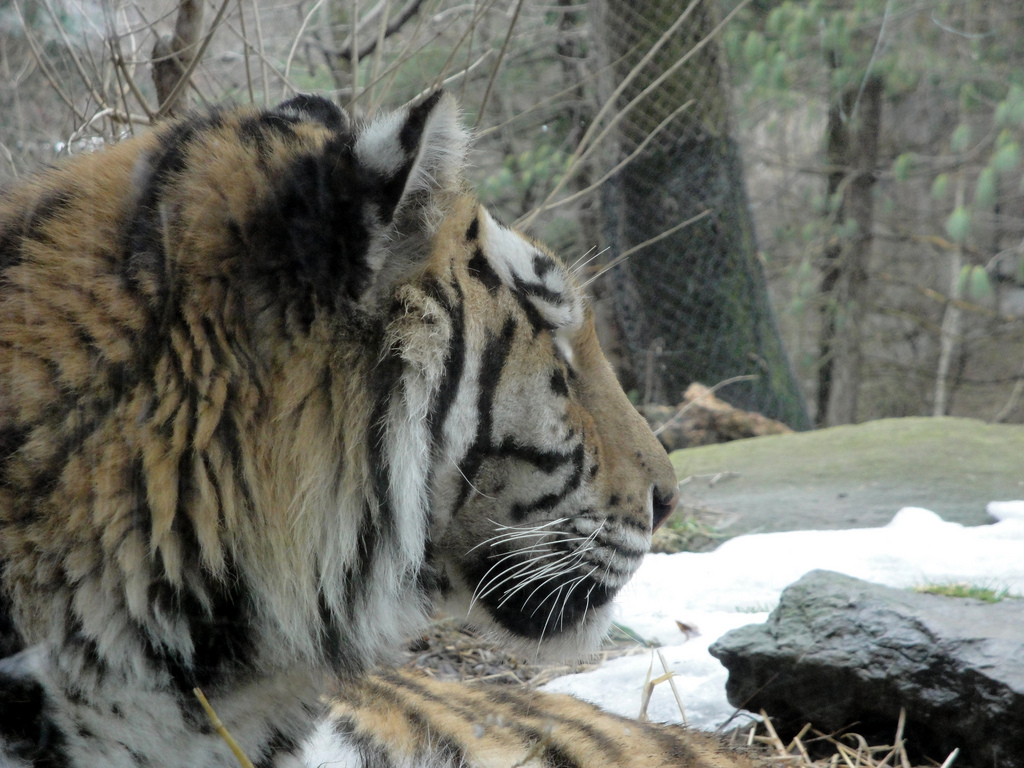 Asian Forest - Amur Tiger