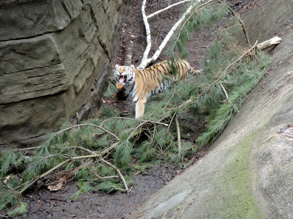 Asian Forest - Amur Tiger