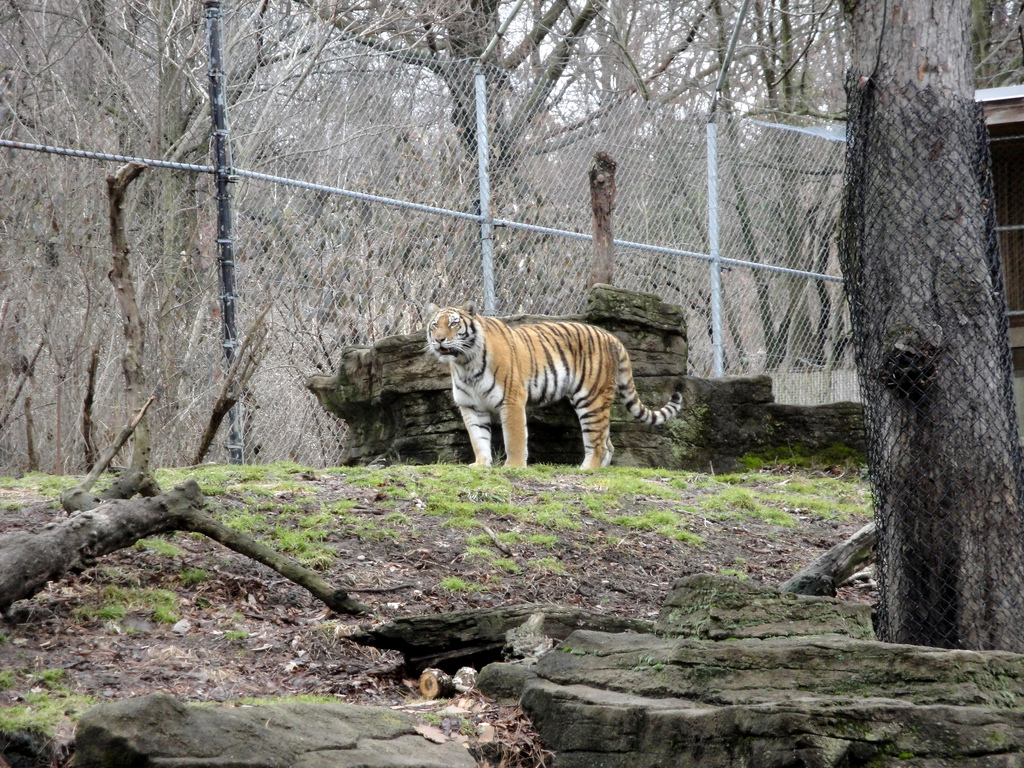 Asian Forest - Amur Tiger