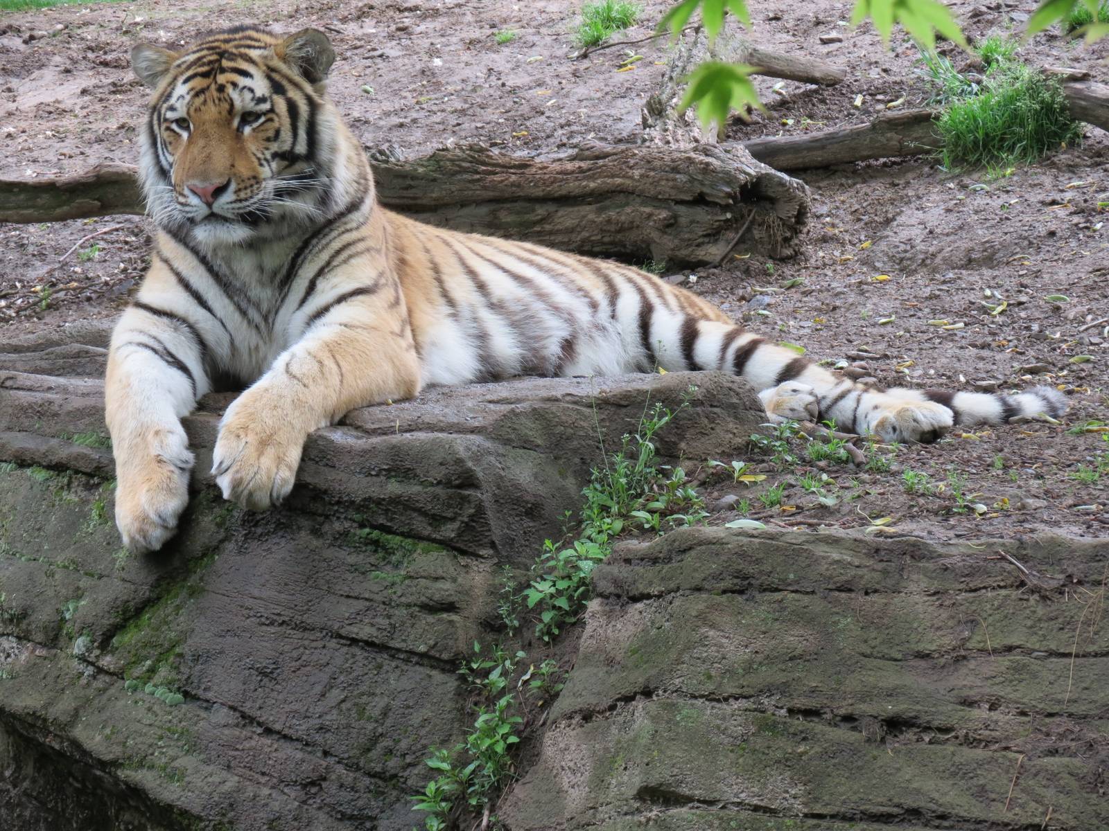 Asian Forest - Amur Tiger