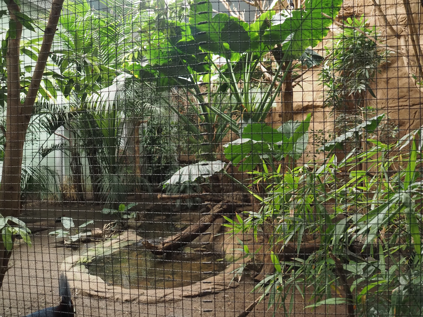 Asian forest aviary, 2024-06-08