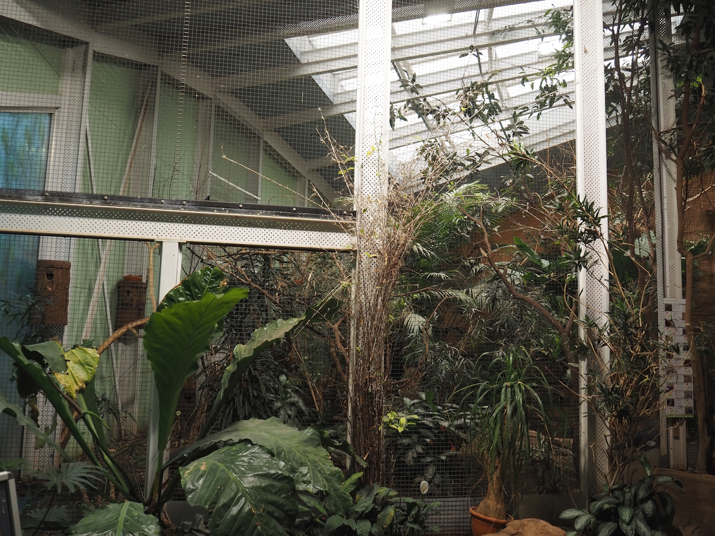 Asian forest aviary, 2024-06-08