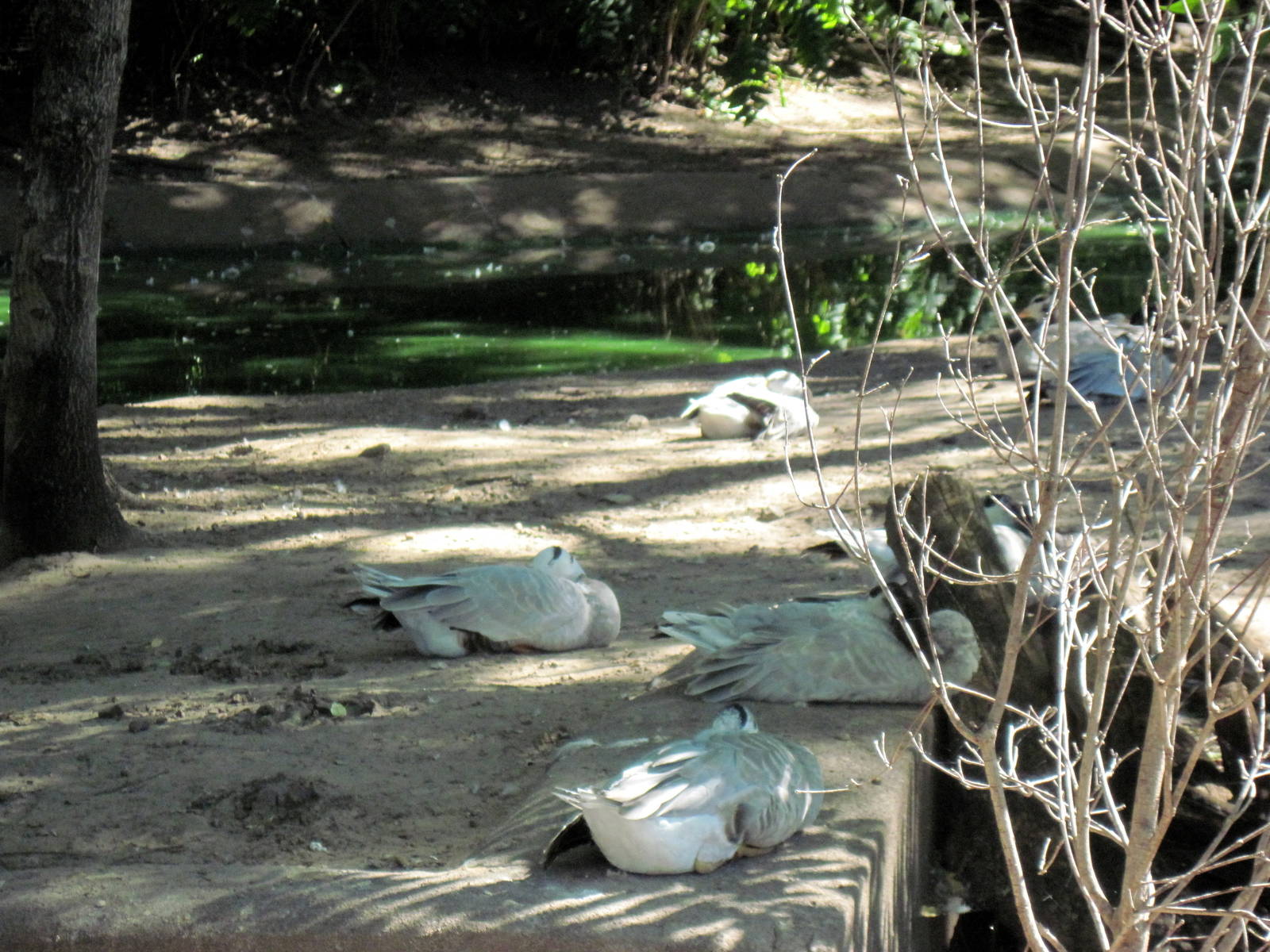 Asian Forest-Bar-headed Geese