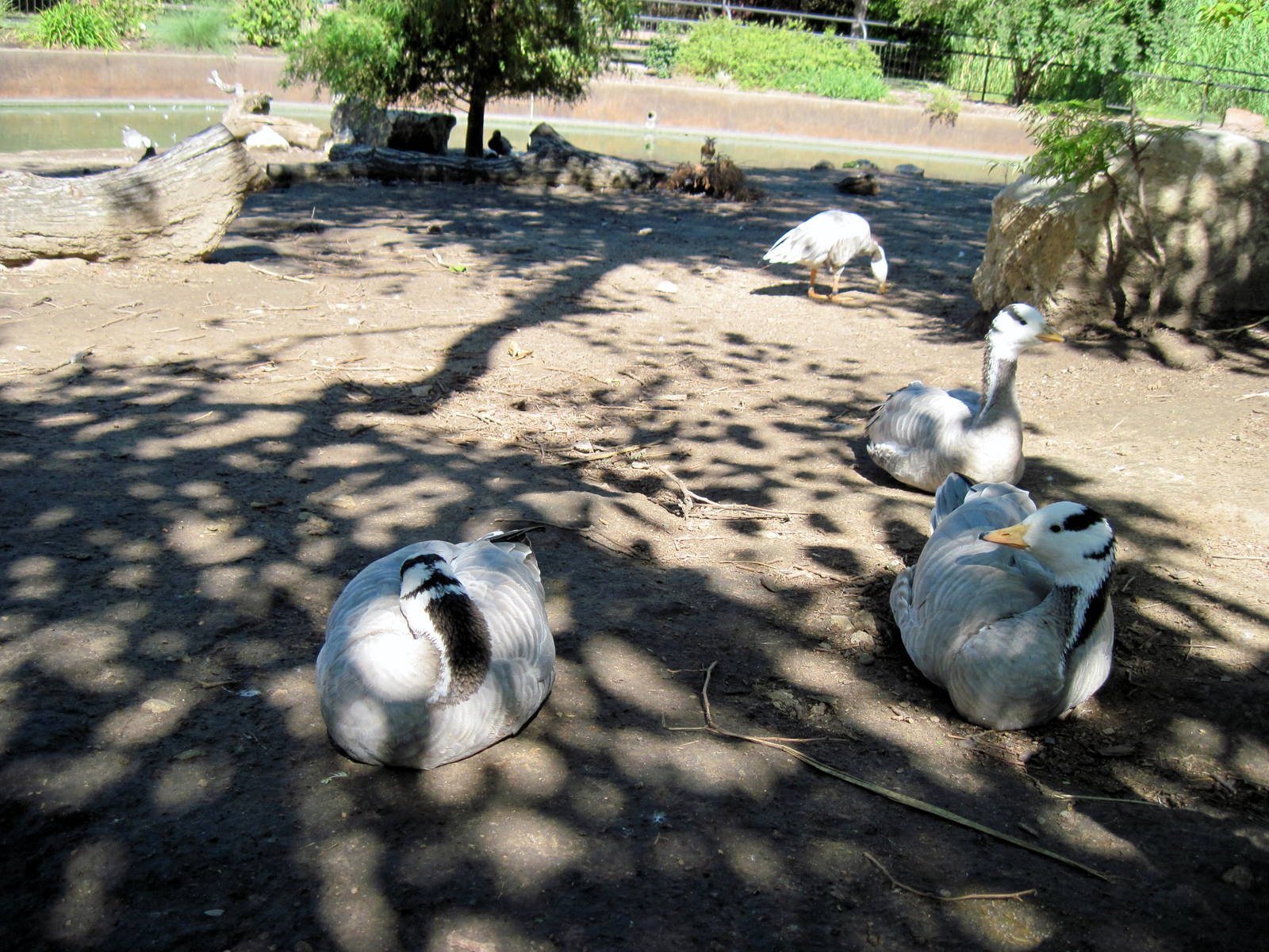 Asian Forest-Bar-headed Geese