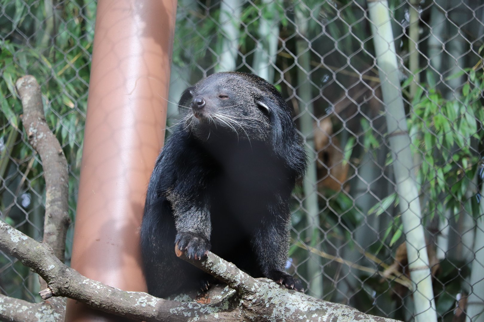 Asian Forest - Binturong