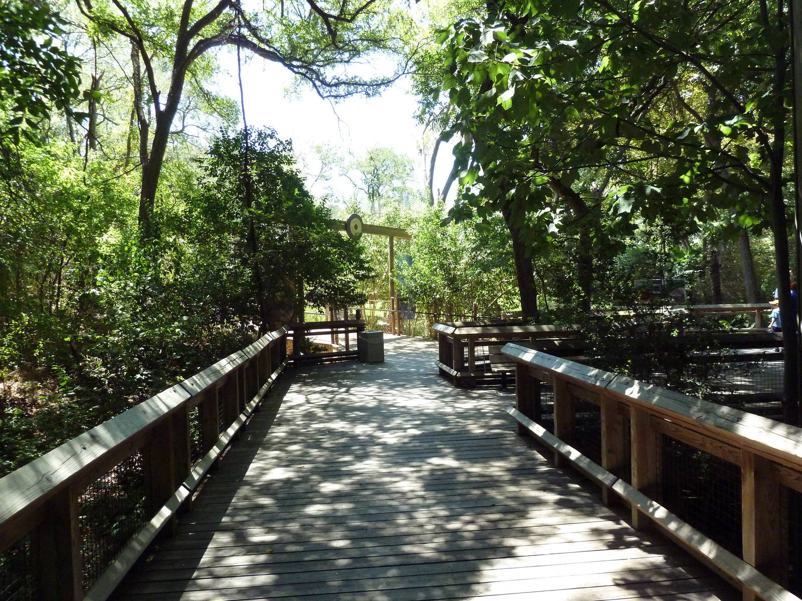 Asian Forest - Boardwalk