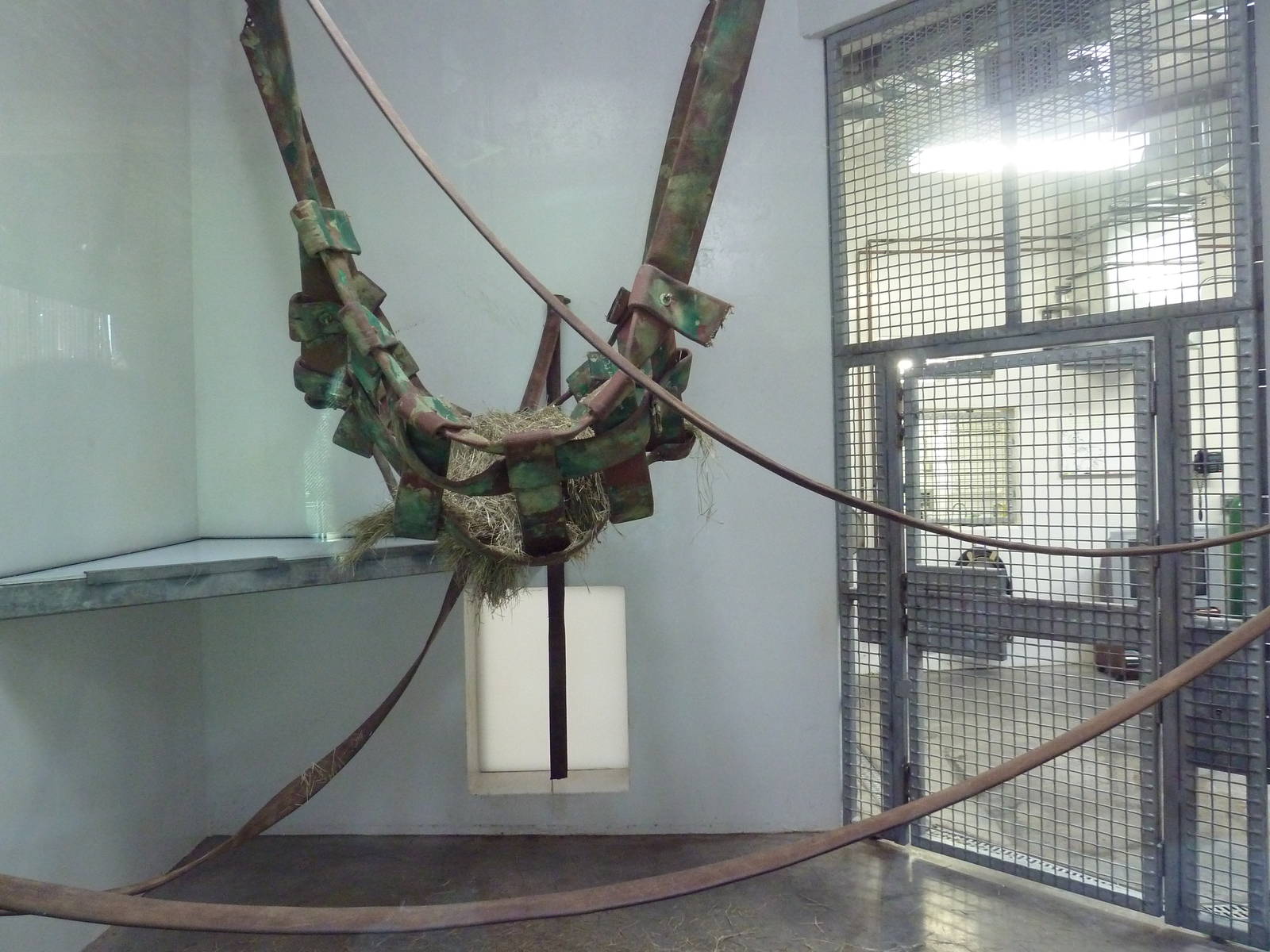 Asian Forest - Bornean Orangutan Exhibit - Indoors