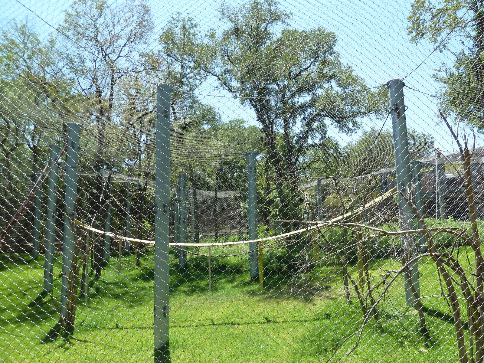 Asian Forest - Bornean Orangutan Exhibit