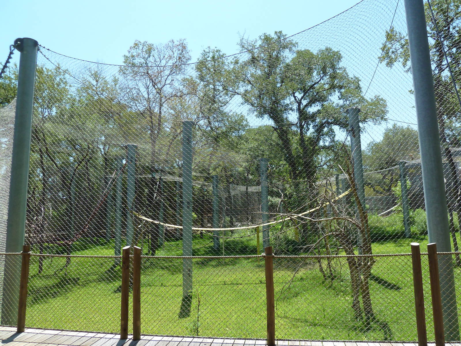 Asian Forest - Bornean Orangutan Exhibit