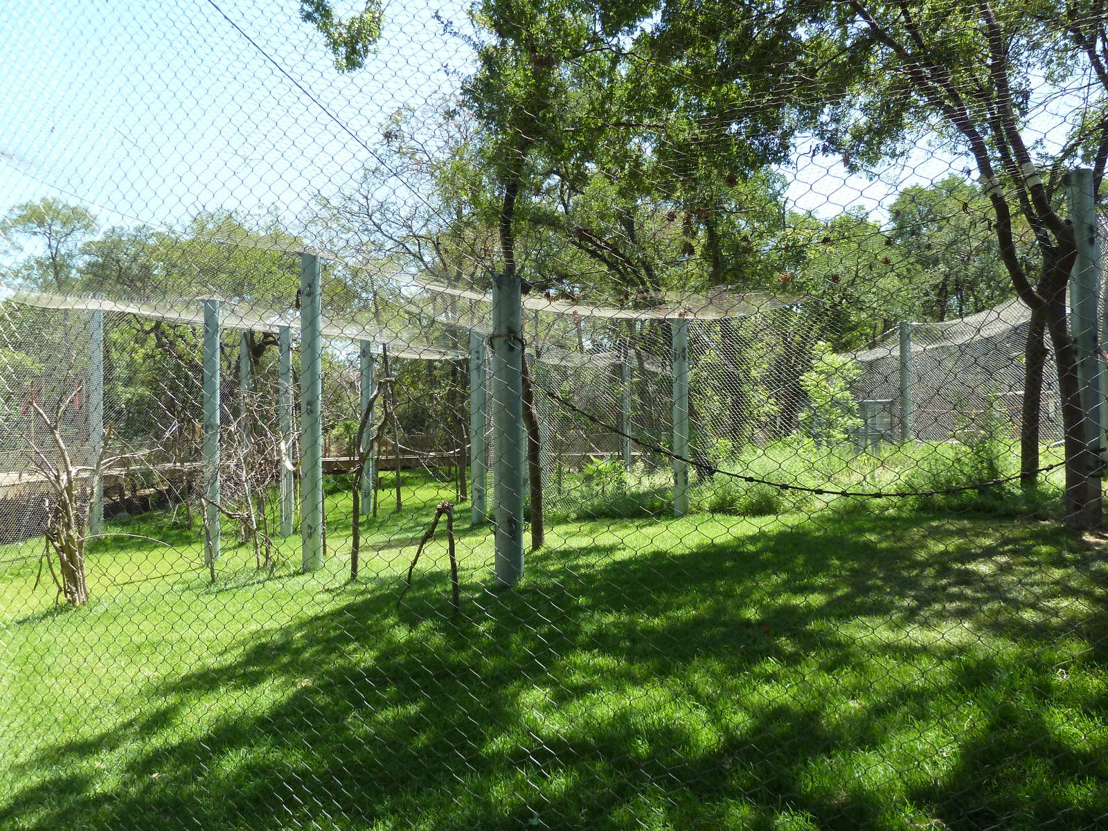 Asian Forest - Bornean Orangutan Exhibit