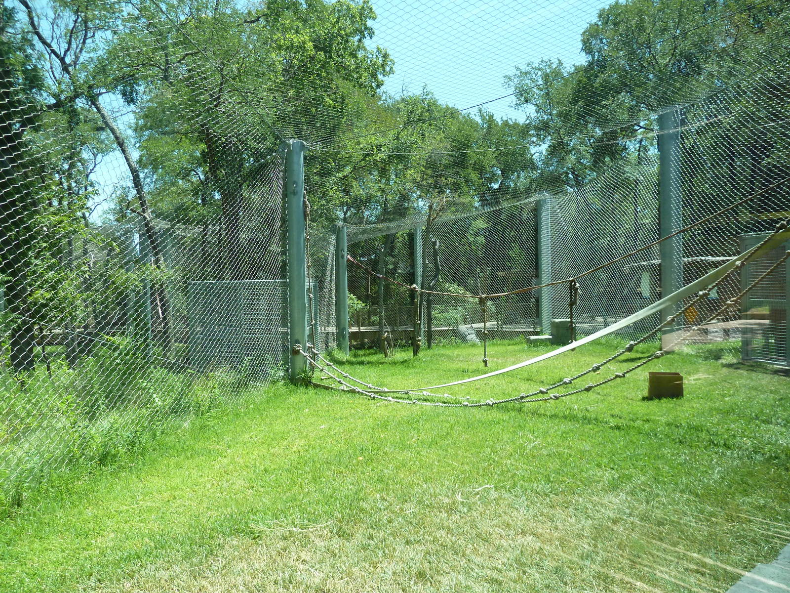Asian Forest - Bornean Orangutan Exhibit