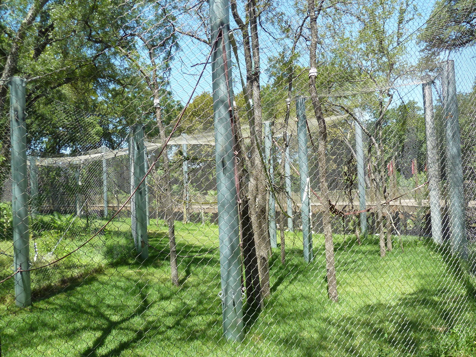 Asian Forest - Bornean Orangutan Exhibit