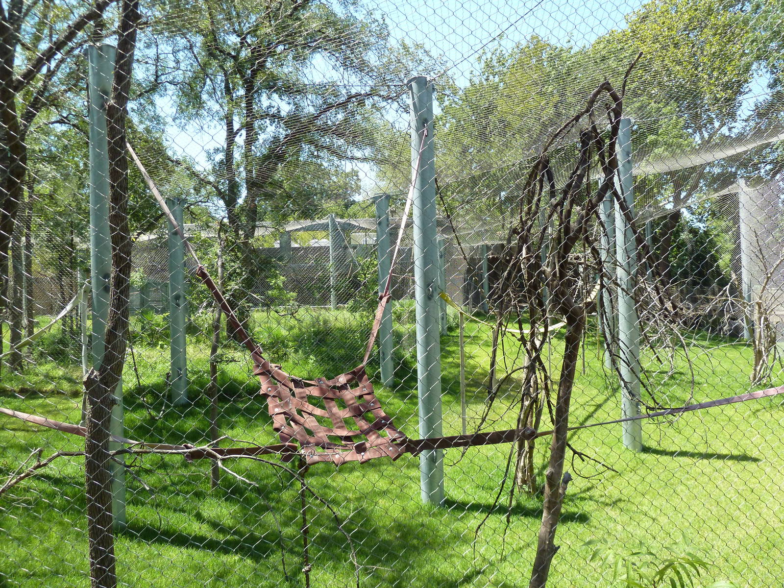 Asian Forest - Bornean Orangutan Exhibit