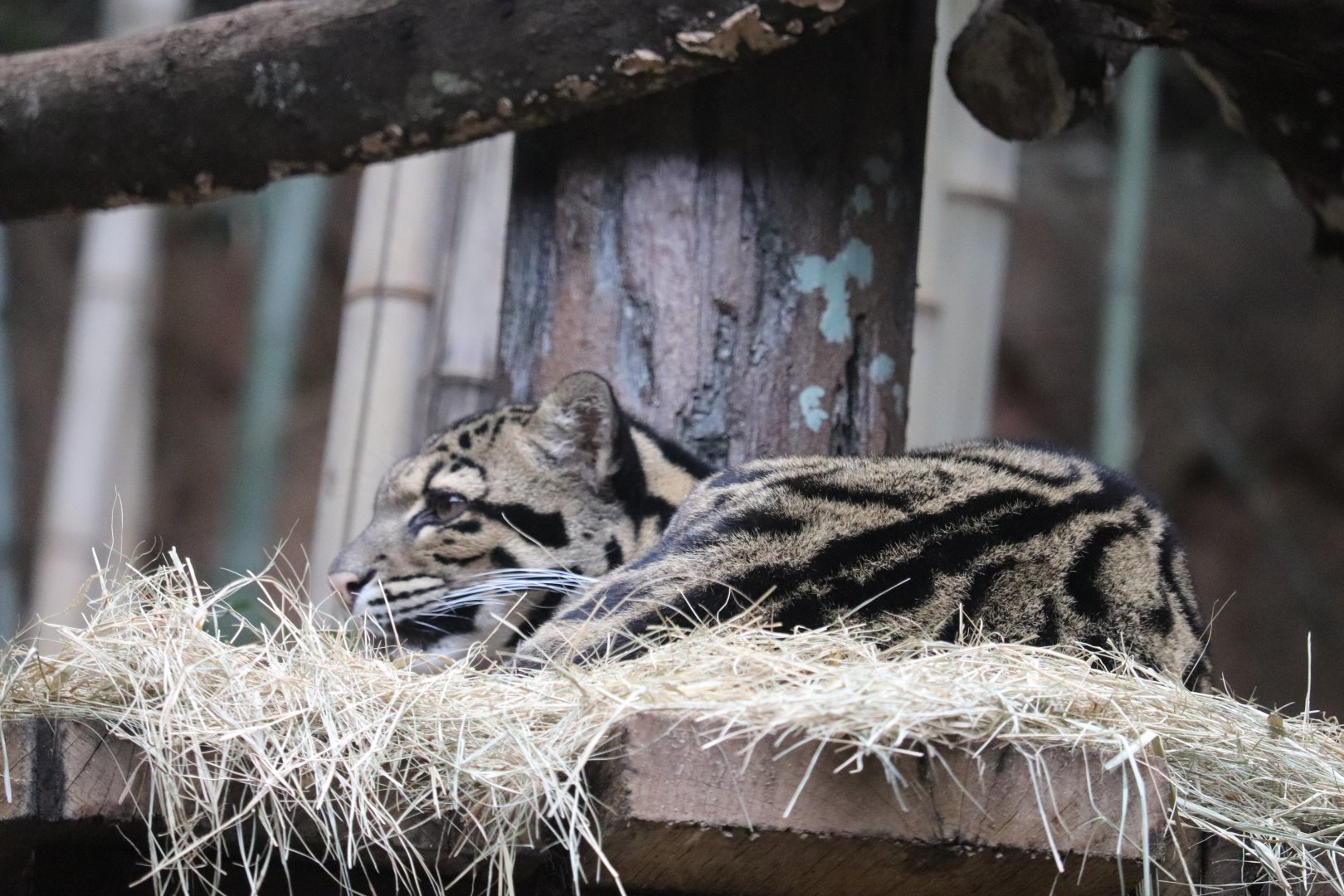 Asian Forest - Clouded Leopard