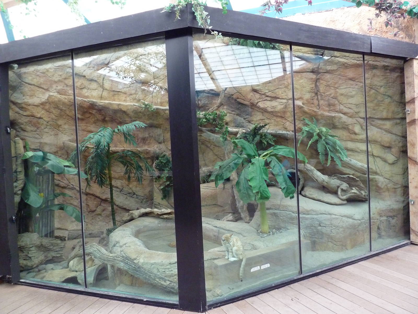 Asian Forest Complex - Sand Cat Exhibit