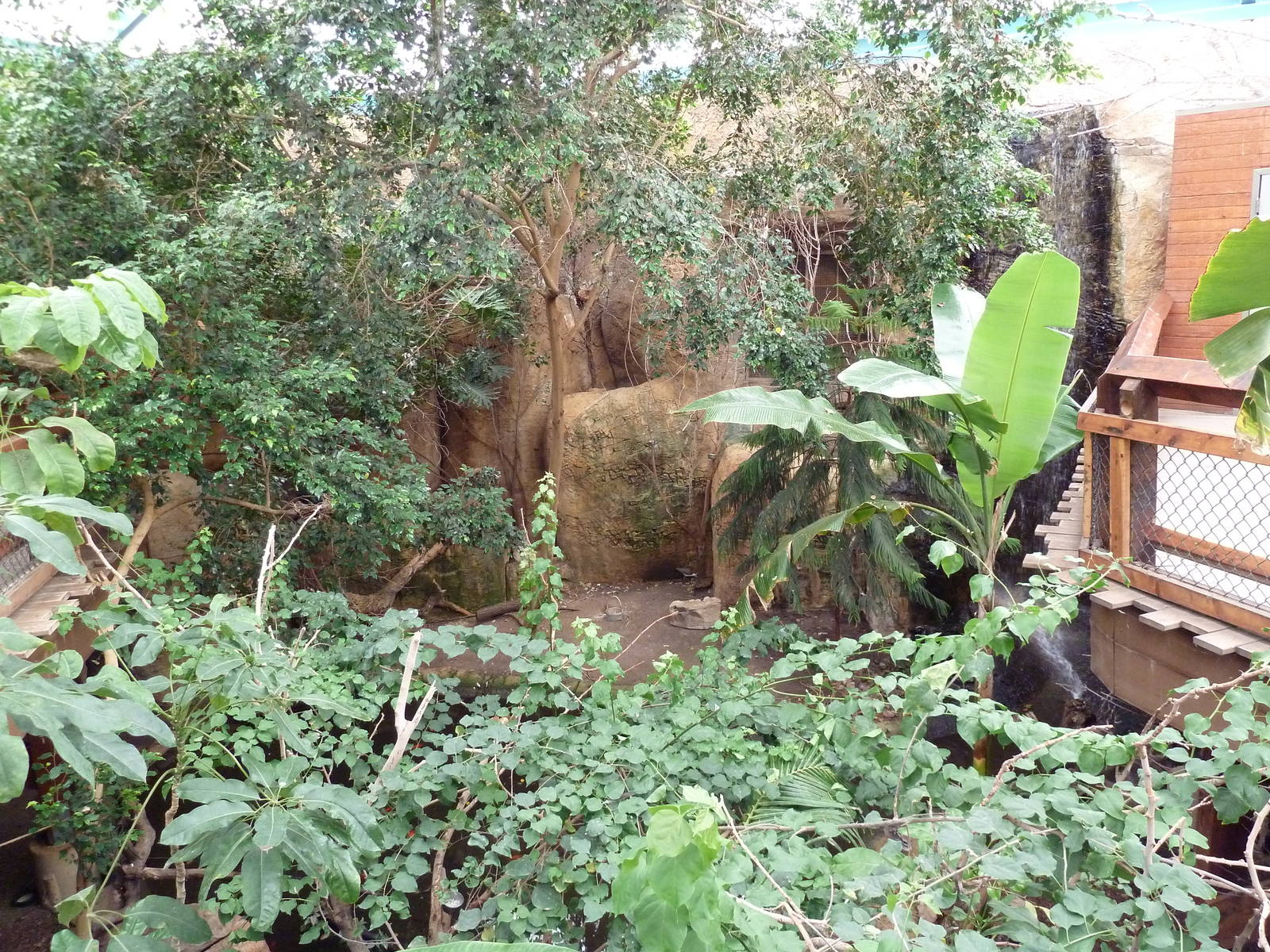 Asian Forest Complex - Walk-Through Aviary