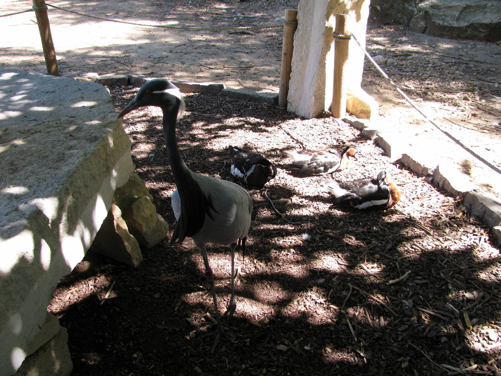 Asian Forest-Demoiselle Crane and Red-breasted Geese