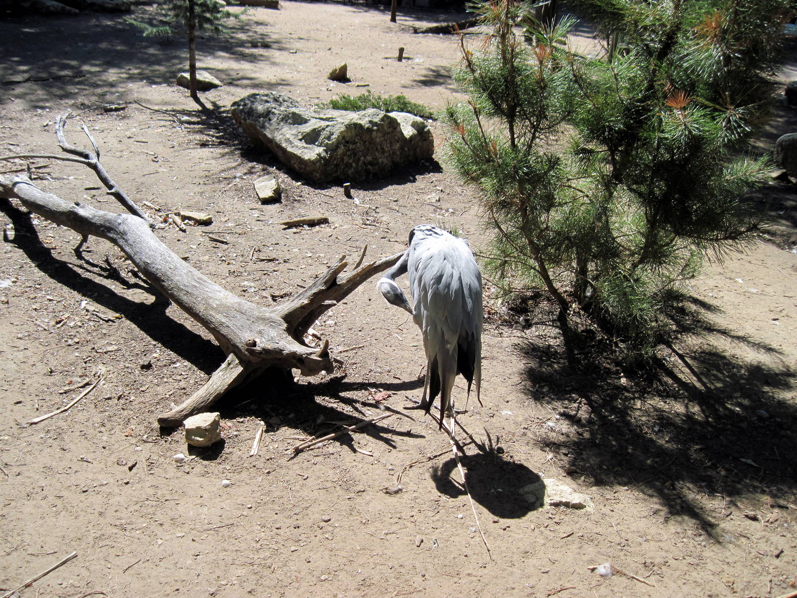 Asian Forest-Demoiselle Crane