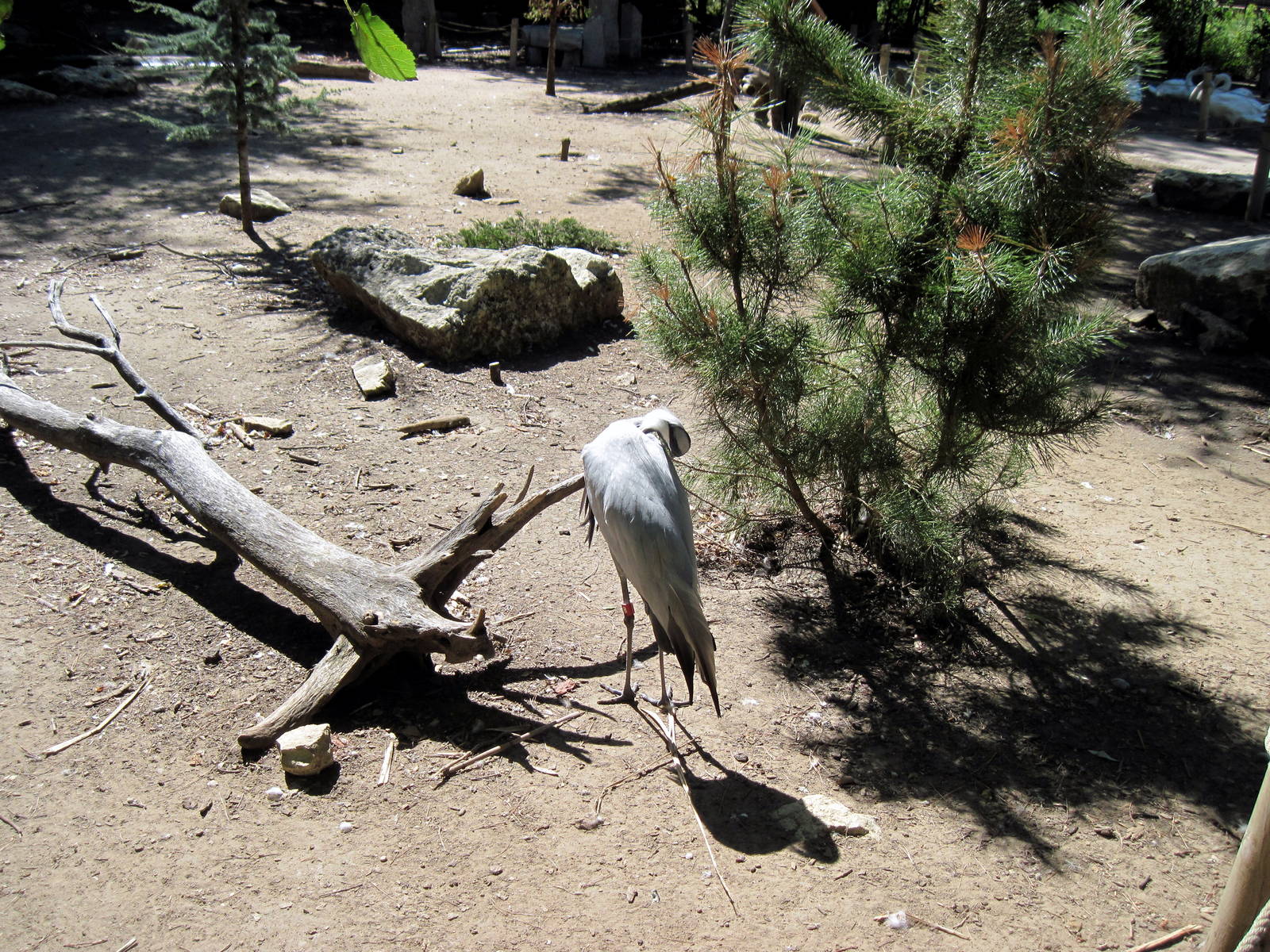 Asian Forest-Demoiselle Crane