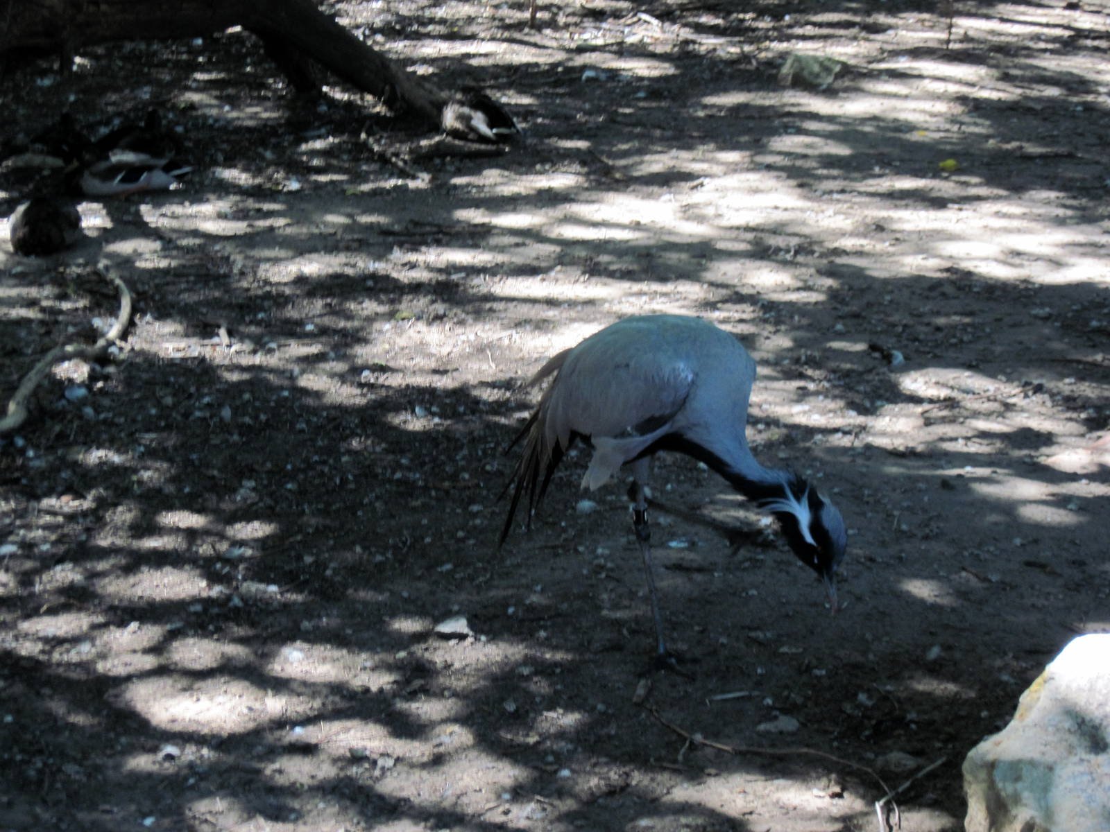 Asian Forest-Demoiselle Crane