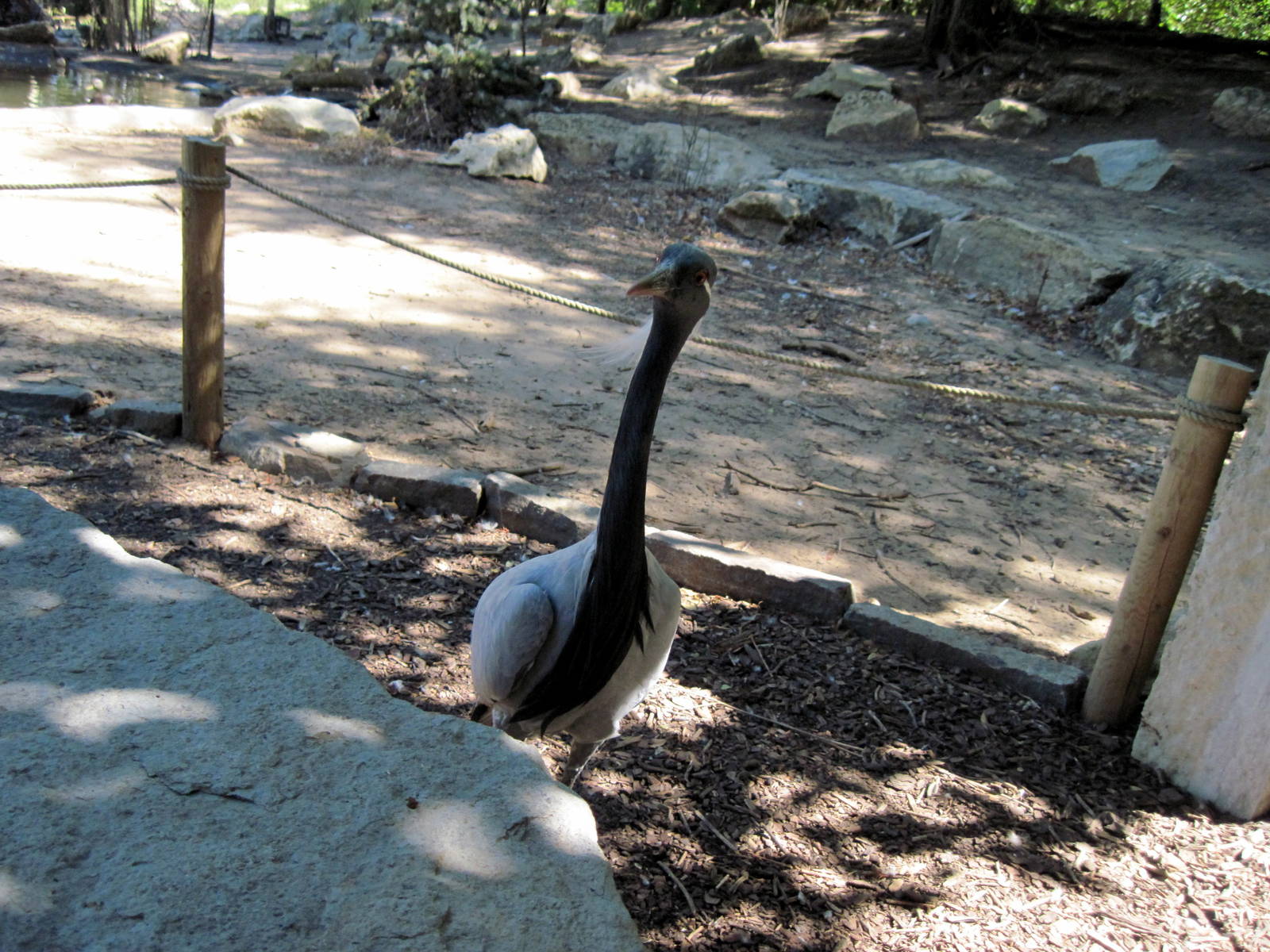 Asian Forest-Demoiselle Crane