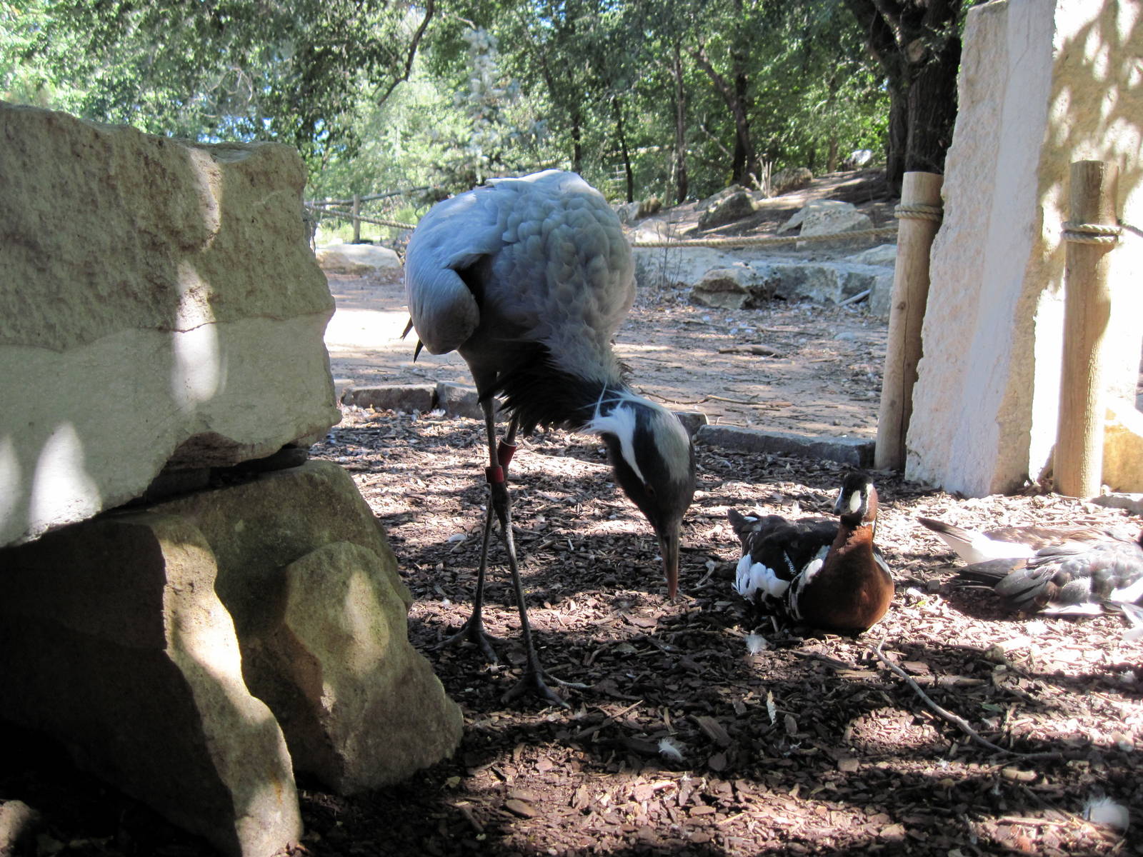 Asian Forest-Demoiselle Crane