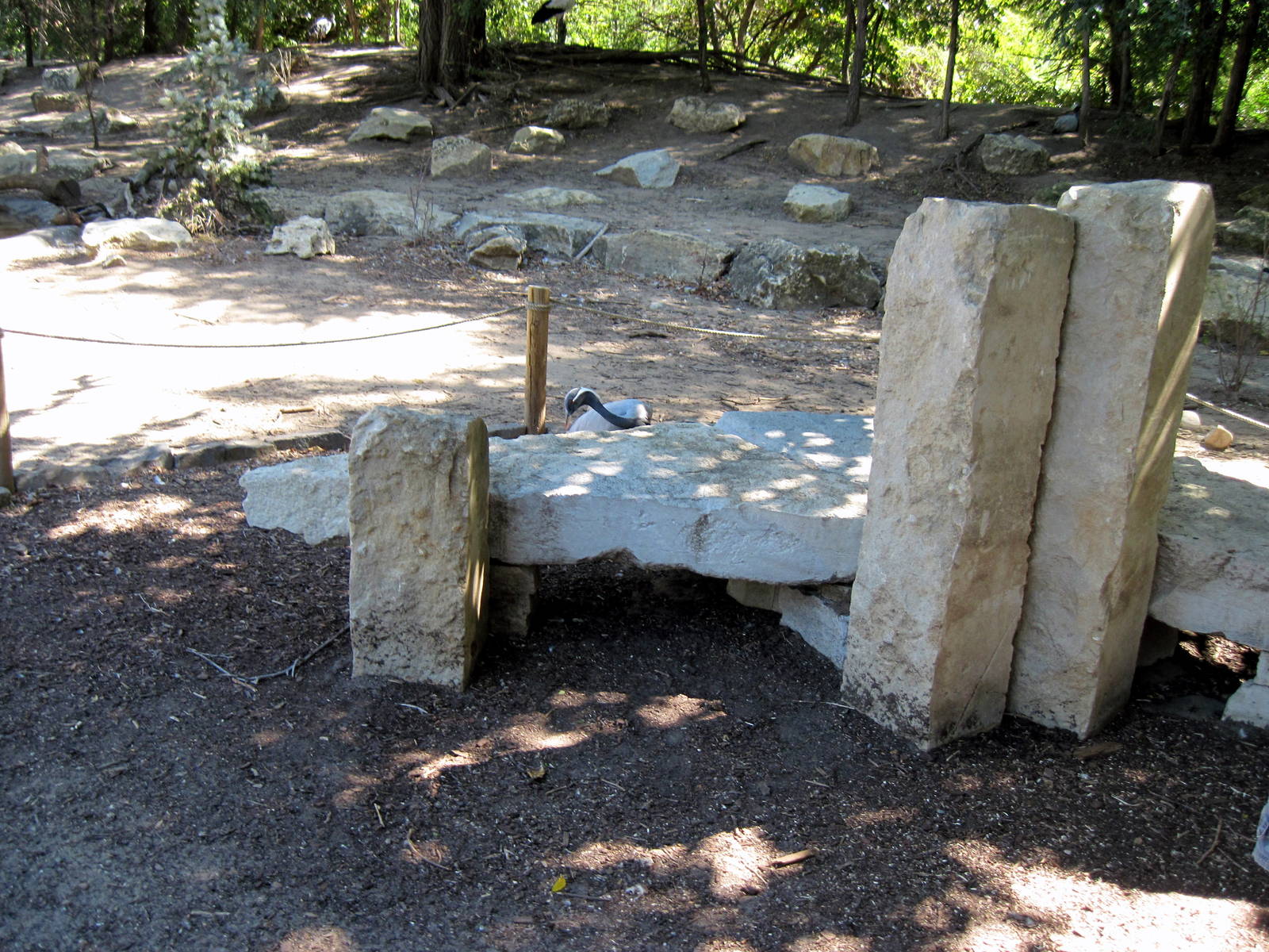 Asian Forest-Demoiselle Crane