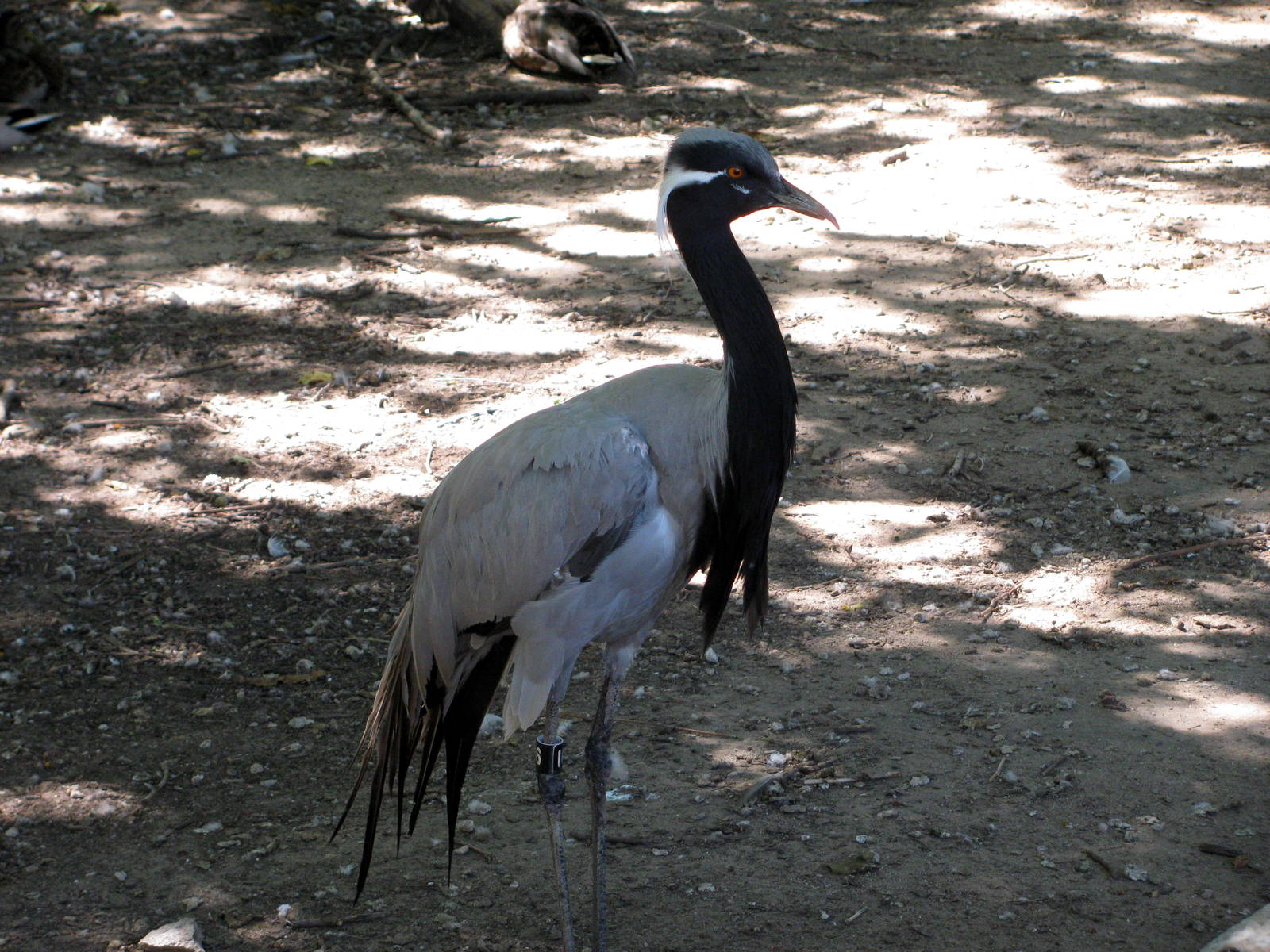 Asian Forest-Demoiselle Crane