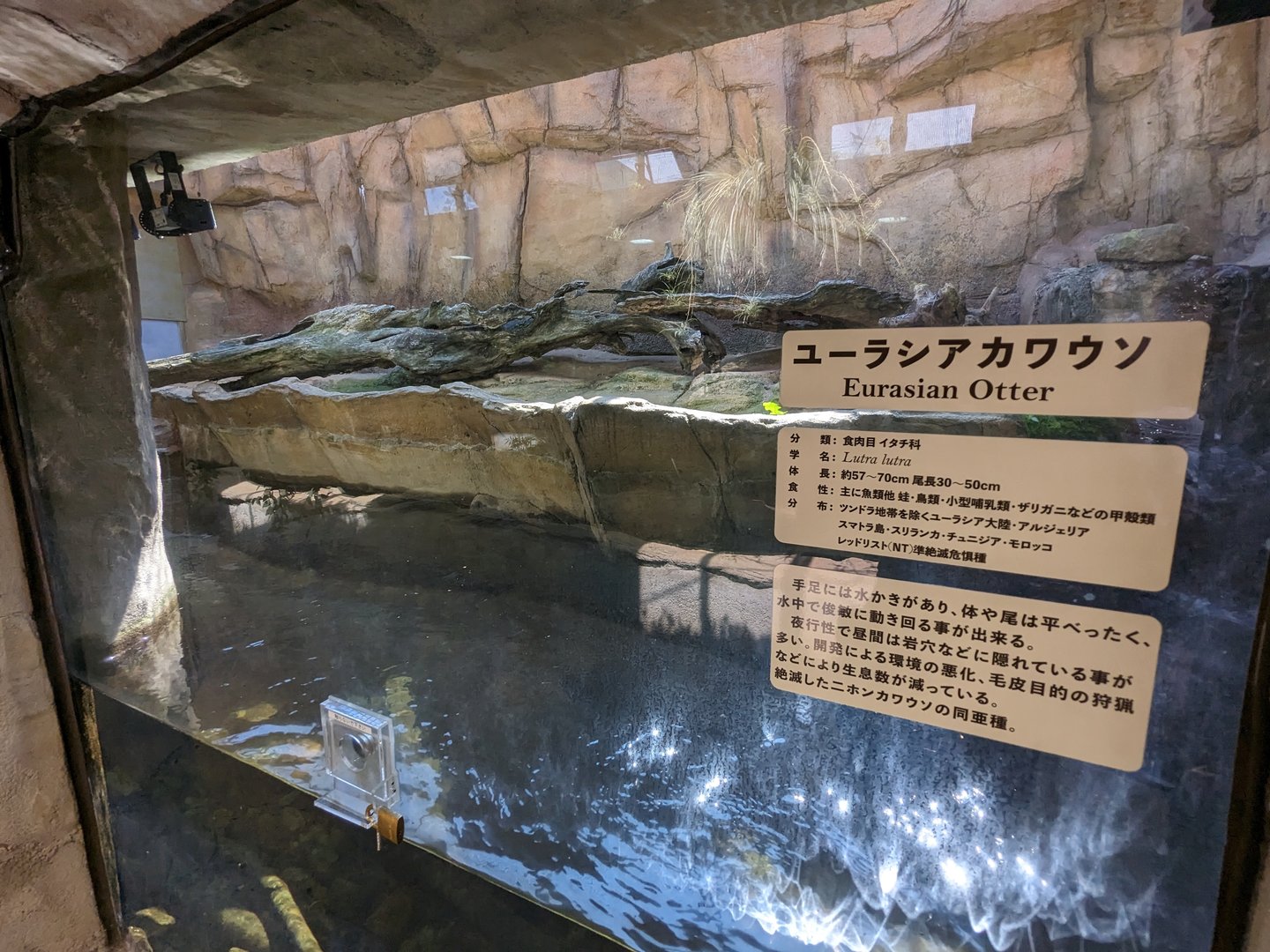 Asian Forest - Descendants Of Hybrid Eurasian Otters Exhibit