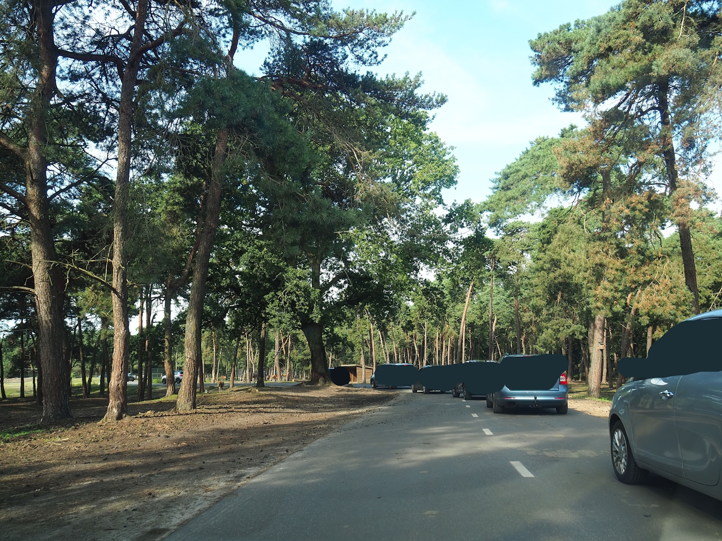 Asian forest drive-through section, 2023-08-15