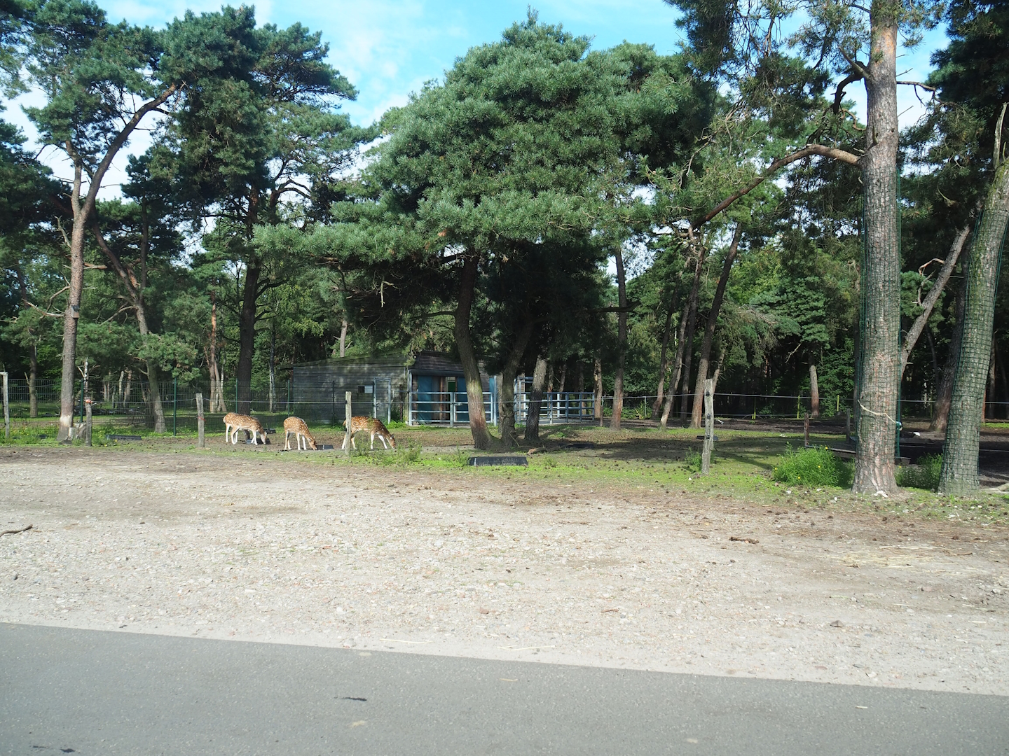 Asian forest drive-through section, 2023-08-15